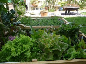 Garden vegetables are nutritious and delicious